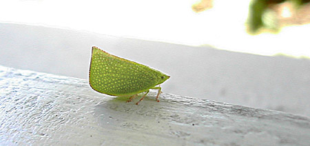 DSCN79770010 (posted 07/07/07)